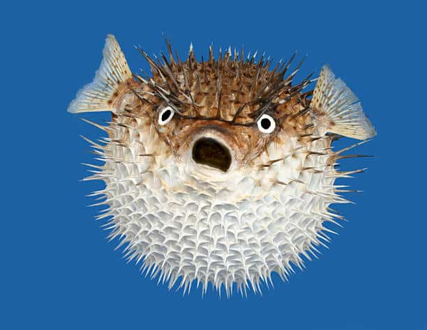 Pufferfish deadly animal