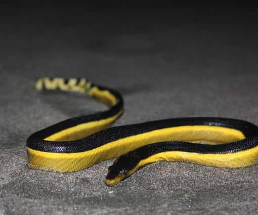 Yellow-Bellied Sea Snake