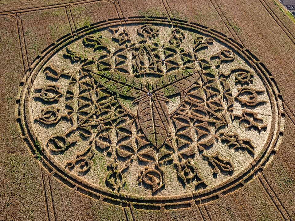 Complex crop circle