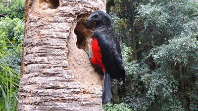 Pesquets dracula parrot hollow tree