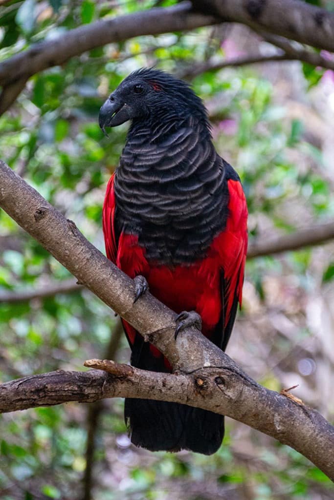 Pesquets Dracula parrot