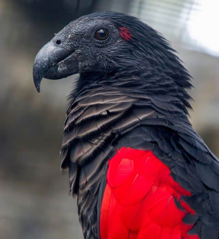 Pesquet's parrot bald head