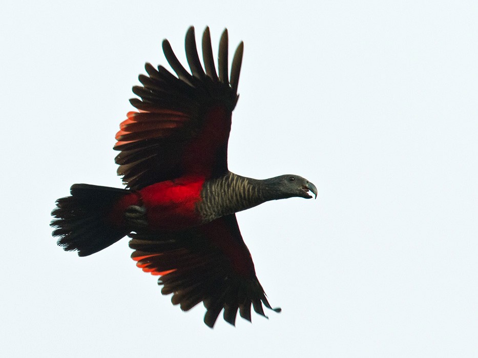 Pesquets parrot flying
