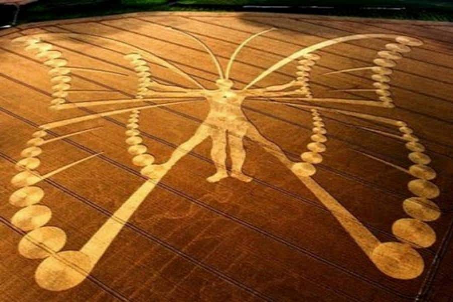 crop circles butterfly