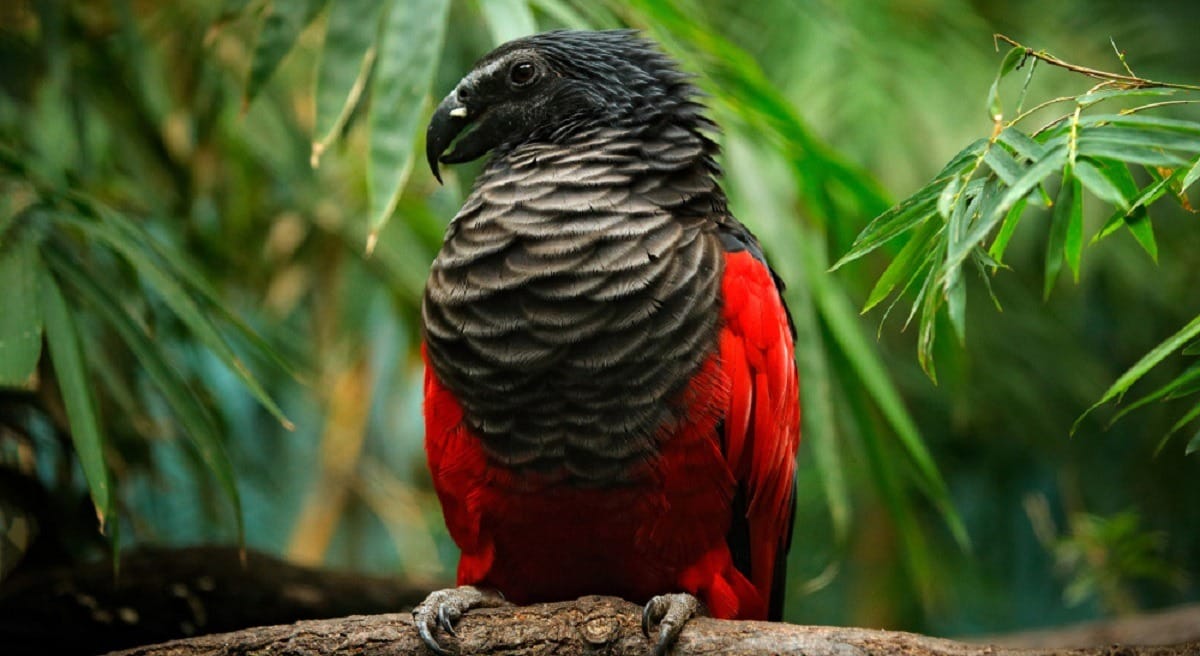 dracula pesquets parrot