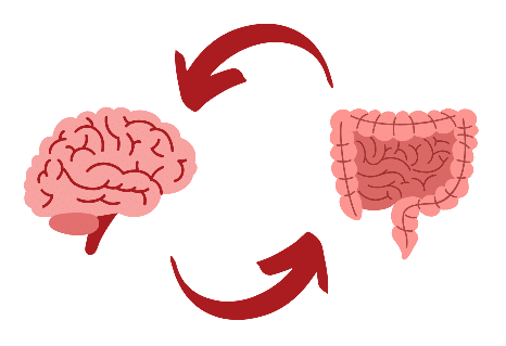 gut brain connection