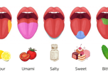 umami salty sweet bitter sour flavor
