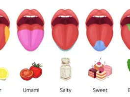 umami salty sweet bitter sour flavor