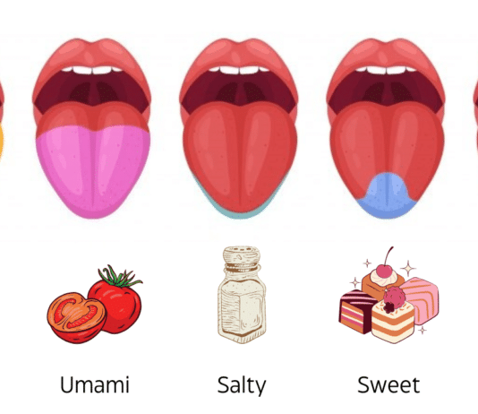 umami salty sweet bitter sour flavor