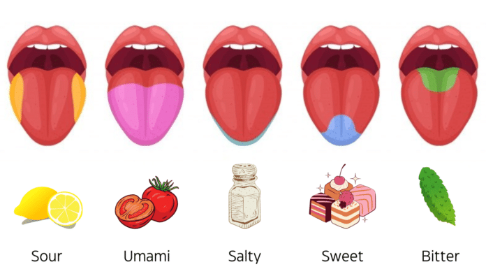 umami salty sweet bitter sour flavor