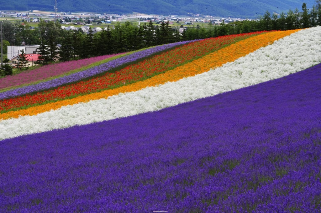 Furano Lavender Fields