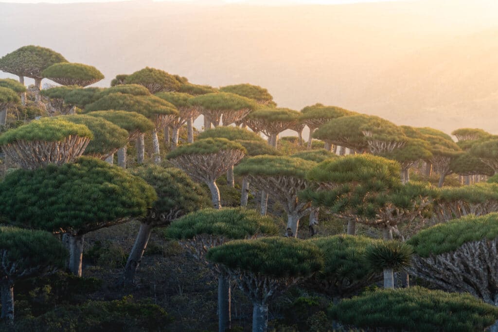 Socotra Dragon Blood Trees Travel Destinations